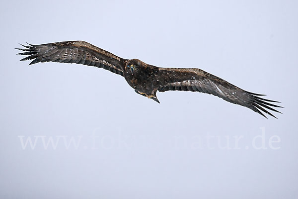 Steinadler (Aquila chrysaetos)