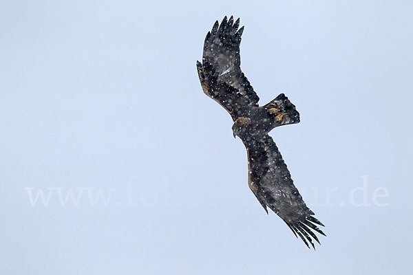 Steinadler (Aquila chrysaetos)