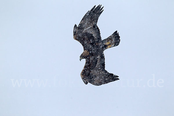 Steinadler (Aquila chrysaetos)