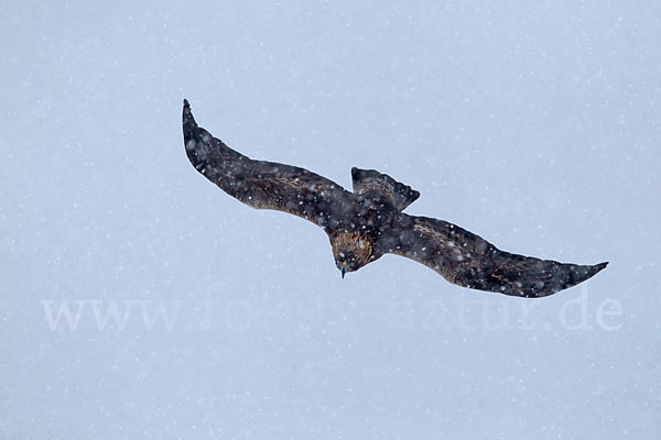 Steinadler (Aquila chrysaetos)