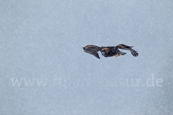 Steinadler (Aquila chrysaetos)