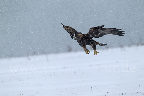 Steinadler (Aquila chrysaetos)