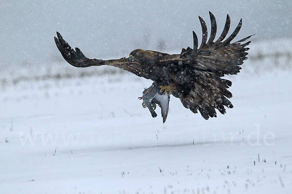 Steinadler (Aquila chrysaetos)