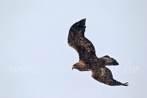 Steinadler (Aquila chrysaetos)