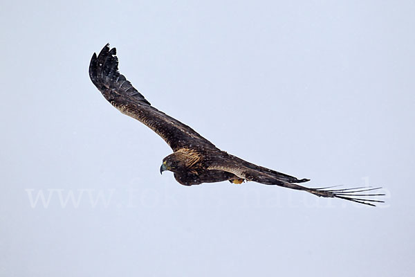 Steinadler (Aquila chrysaetos)