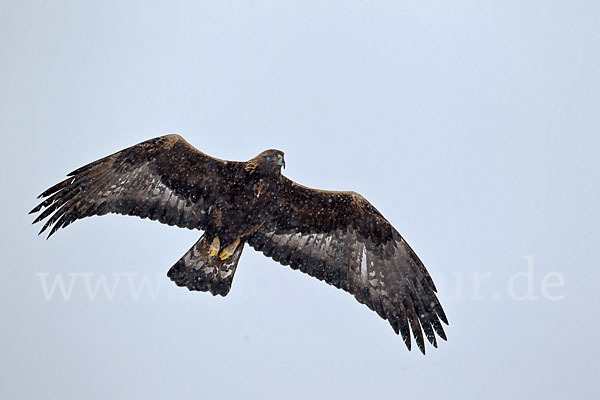 Steinadler (Aquila chrysaetos)