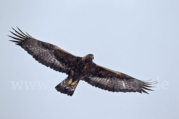 Steinadler (Aquila chrysaetos)