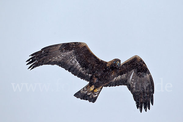 Steinadler (Aquila chrysaetos)