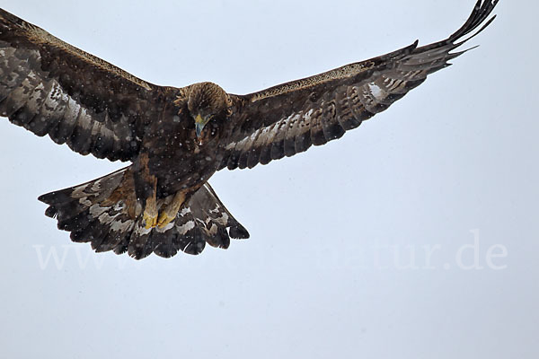 Steinadler (Aquila chrysaetos)