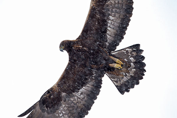 Steinadler (Aquila chrysaetos)