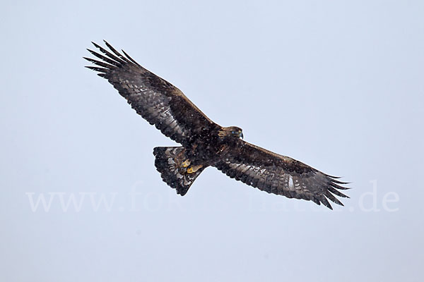 Steinadler (Aquila chrysaetos)