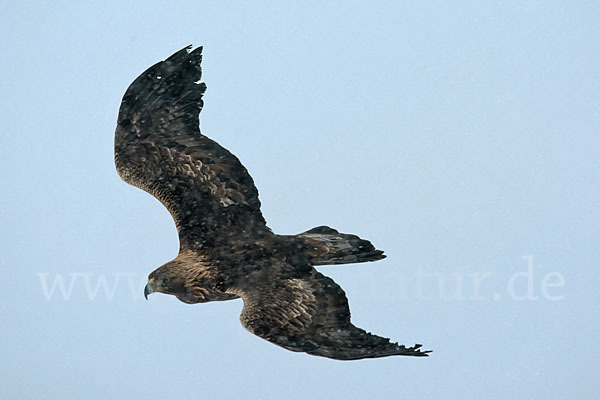 Steinadler (Aquila chrysaetos)