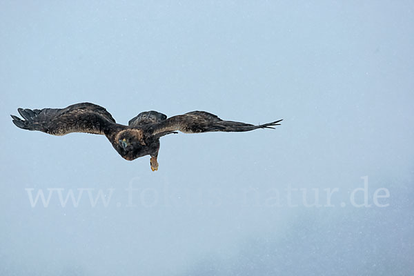 Steinadler (Aquila chrysaetos)