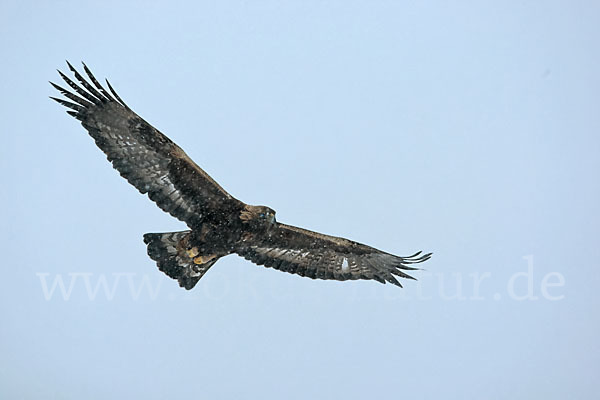 Steinadler (Aquila chrysaetos)