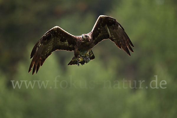 Steinadler (Aquila chrysaetos)