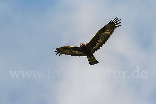 Steinadler (Aquila chrysaetos)