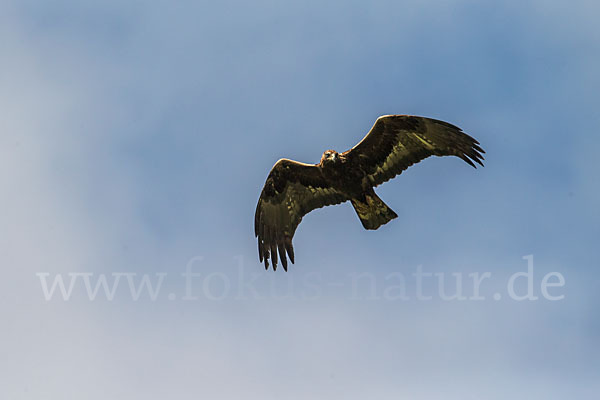 Steinadler (Aquila chrysaetos)