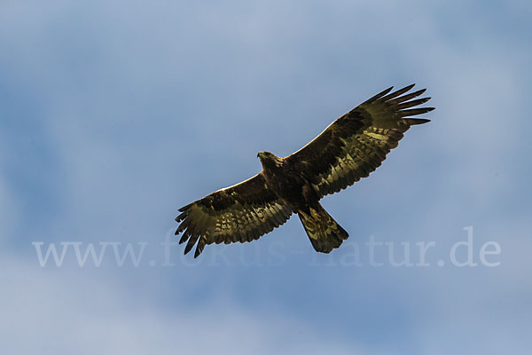 Steinadler (Aquila chrysaetos)