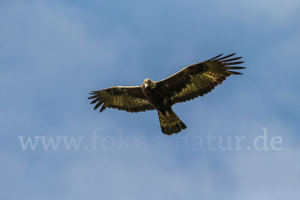 Steinadler (Aquila chrysaetos)