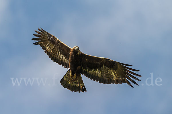 Steinadler (Aquila chrysaetos)