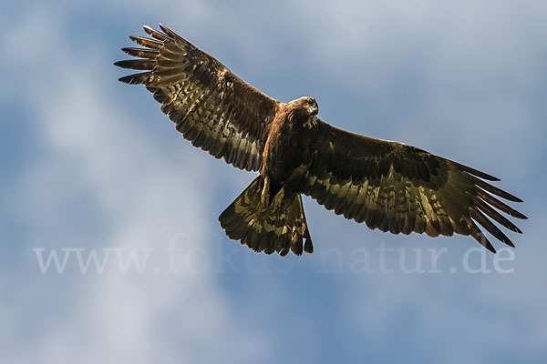 Steinadler (Aquila chrysaetos)