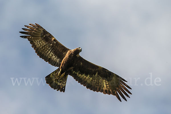 Steinadler (Aquila chrysaetos)