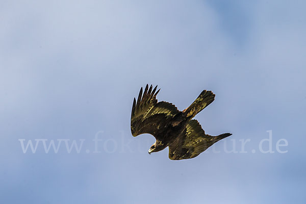 Steinadler (Aquila chrysaetos)