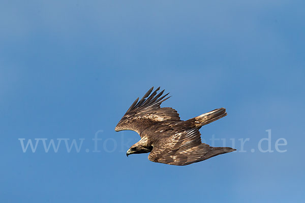 Steinadler (Aquila chrysaetos)