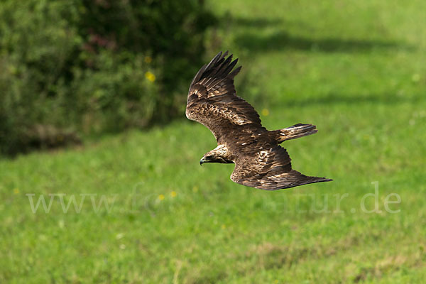 Steinadler (Aquila chrysaetos)