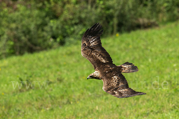 Steinadler (Aquila chrysaetos)