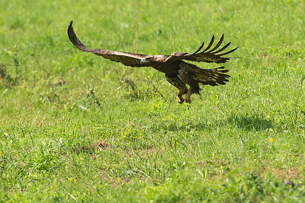 Steinadler (Aquila chrysaetos)