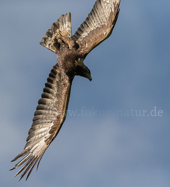 Steinadler (Aquila chrysaetos)