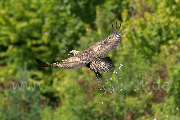 Steinadler (Aquila chrysaetos)