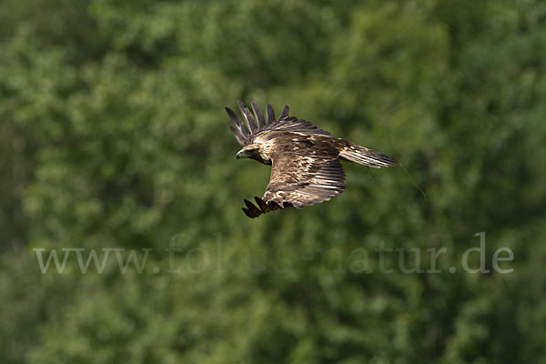 Steinadler (Aquila chrysaetos)