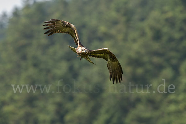 Steinadler (Aquila chrysaetos)