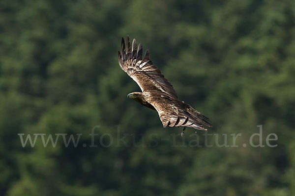 Steinadler (Aquila chrysaetos)