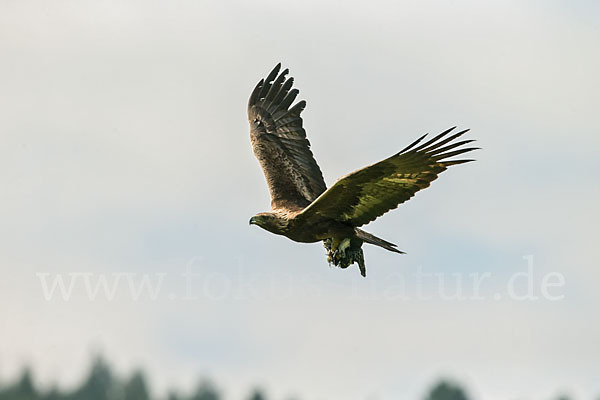 Steinadler (Aquila chrysaetos)