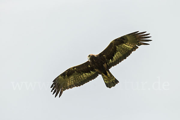 Steinadler (Aquila chrysaetos)