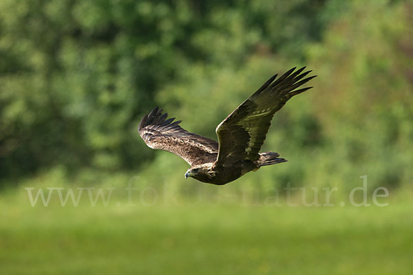 Steinadler (Aquila chrysaetos)