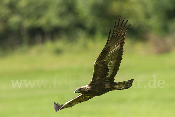 Steinadler (Aquila chrysaetos)