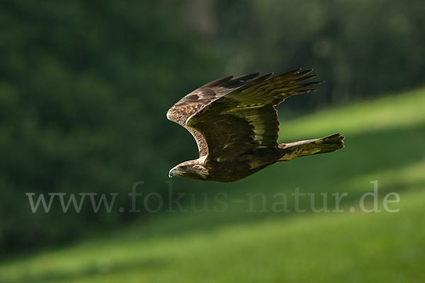 Steinadler (Aquila chrysaetos)