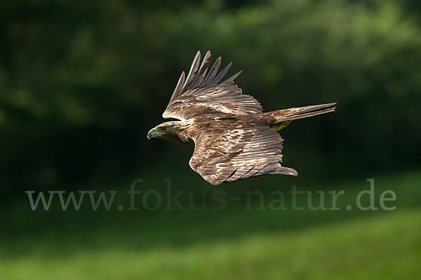 Steinadler (Aquila chrysaetos)