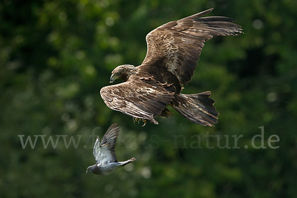 Steinadler (Aquila chrysaetos)