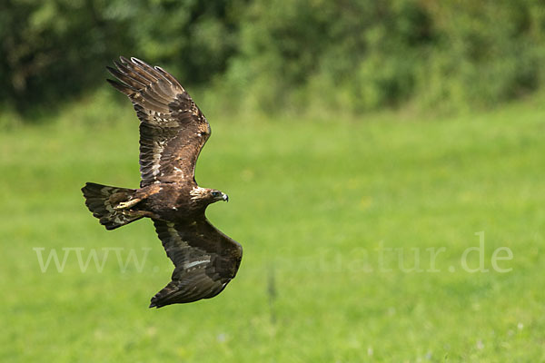 Steinadler (Aquila chrysaetos)