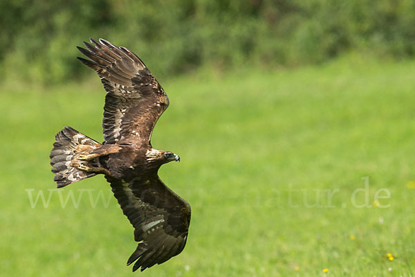 Steinadler (Aquila chrysaetos)