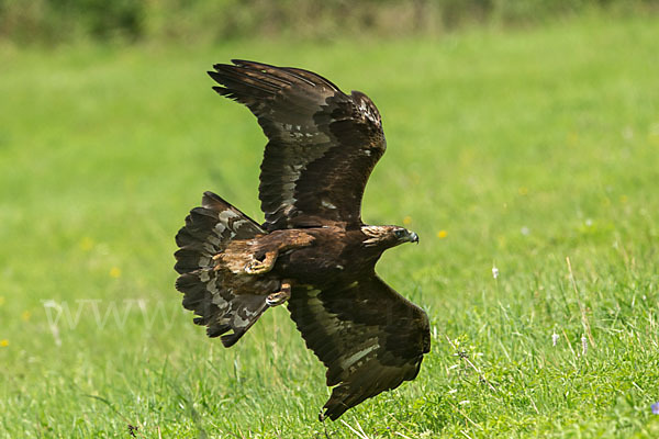 Steinadler (Aquila chrysaetos)