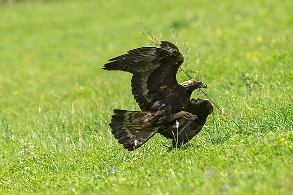 Steinadler (Aquila chrysaetos)