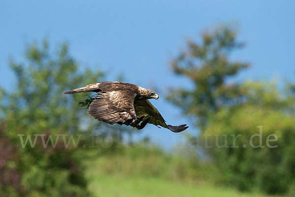 Steinadler (Aquila chrysaetos)