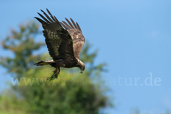 Steinadler (Aquila chrysaetos)