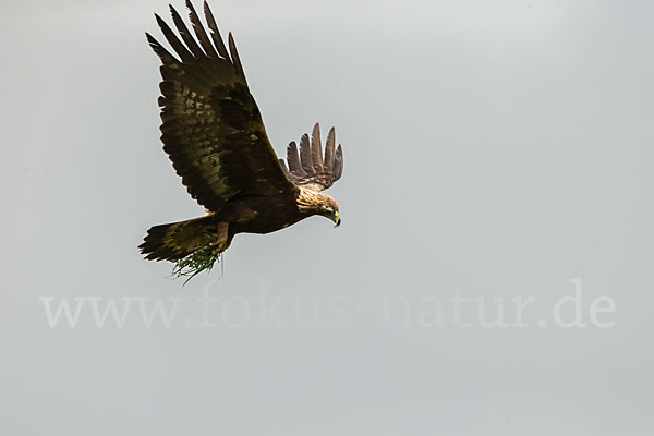 Steinadler (Aquila chrysaetos)